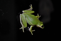 Little Green Frog on Windshield