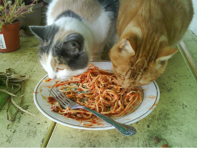 Spaghetti-cats (1)