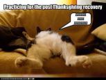 cat-thanksiving12